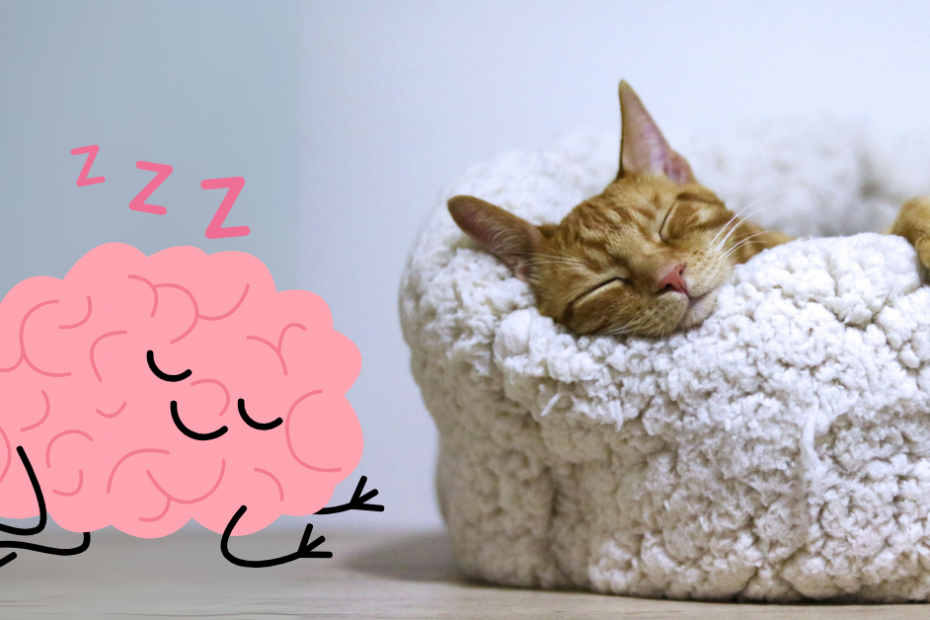 facts about sleep you didn't know. sleeping cat