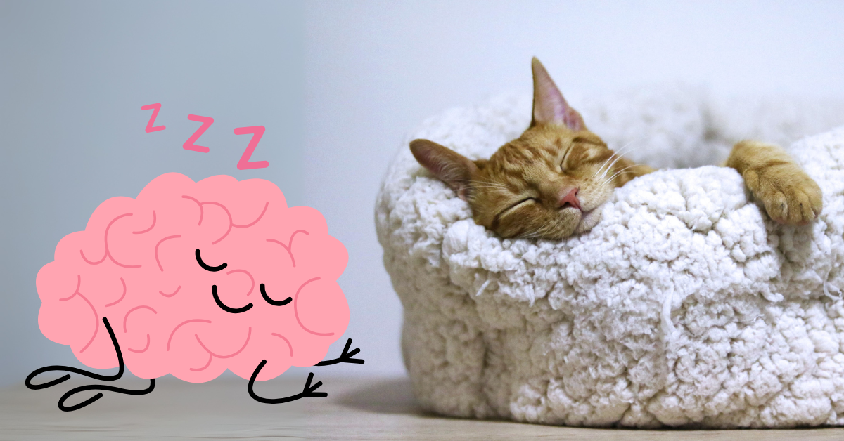 facts about sleep you didn't know. sleeping cat